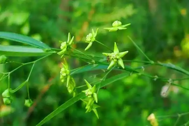 徐长卿:中药宝库中的神奇之物