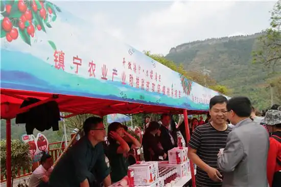 贵州镇宁樱桃甜得像初恋游客亲身体验采摘