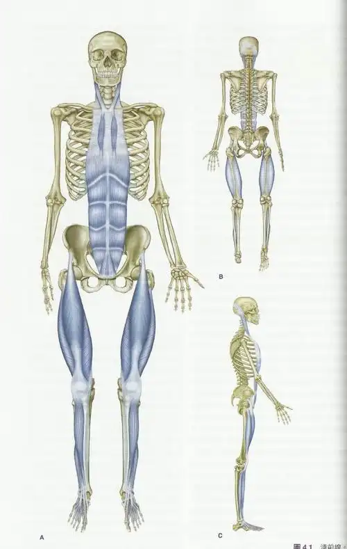 为什么你需要筋膜松解术? - 知乎