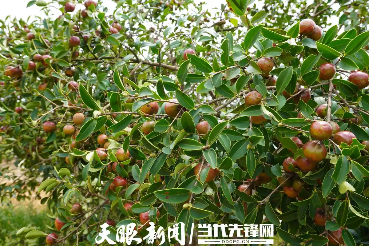 【聚焦12大产业·特色林业】册亨:科技兴林,油茶山里挂满"金"