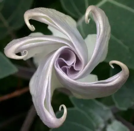 哪位大神帮我找找黑色曼陀罗花的图片呀.