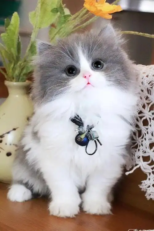 长毛猫##高地长毛猫