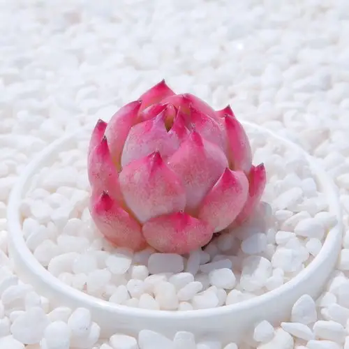 水蜜桃多肉植物