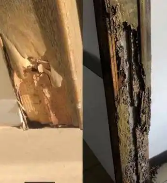 六安发布预警!_白蚁_危害_防治