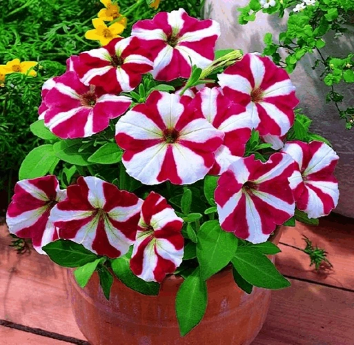 农林牧渔 农学 矮牵牛的种植方法 矮牵牛的种植方法 矮牵牛可以说草花