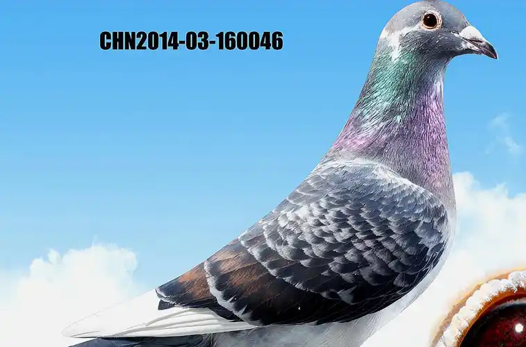 原创雌雄定棚之策