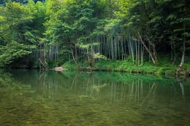 在山清水秀之间一条碧绿的小溪,两岸旁幽深的竹林,这样美景也许在童话