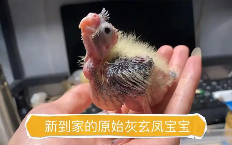 新到家的原始灰玄凤宝宝,这个叫声真的好吵