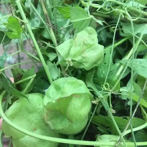 说起静脉曲张,有种野草得好好说说,"蚯蚓腿"的朋友必看!这个草名