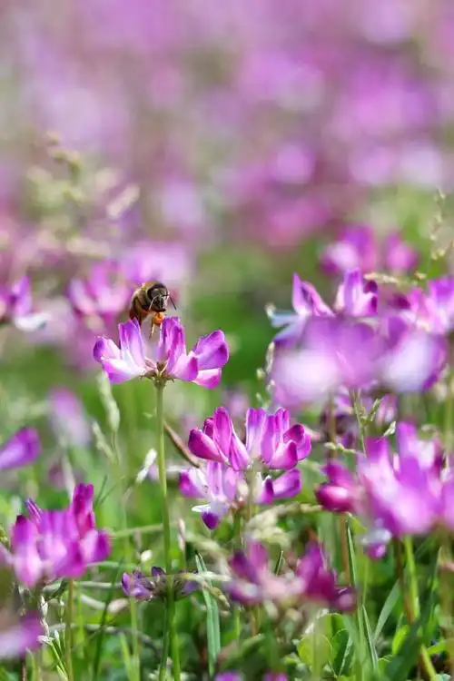 白洋河畔紫英花开高铁驰骋鸟儿鸣蜂儿飞