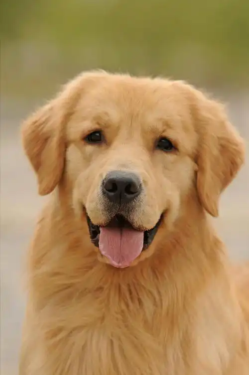 水猎犬,佛乐等犬种进行品种改良,经过多次改良就诞生了金色金毛