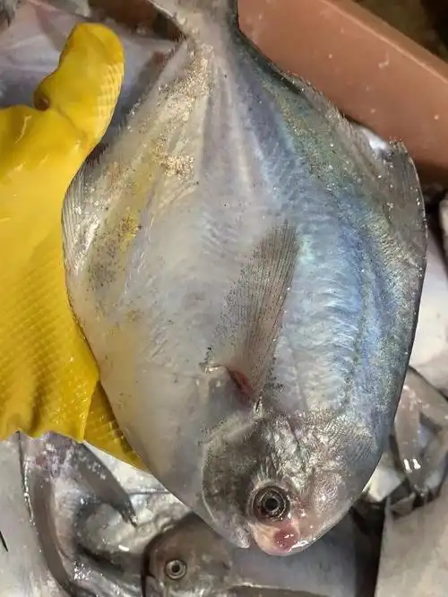 今日份现货海鲜海鱼