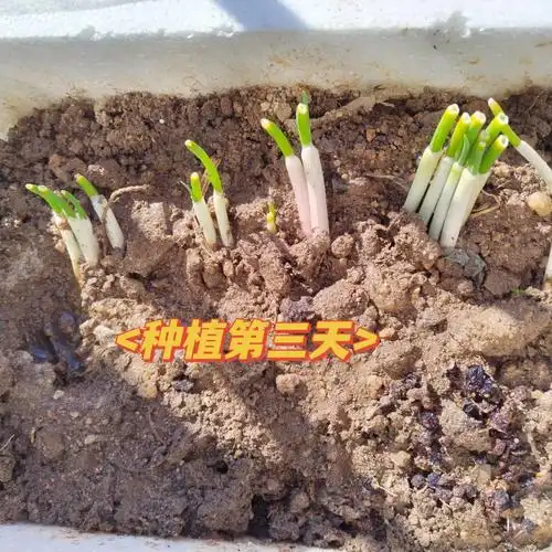 儿子经常要写观察日记所以我把家里吃的扇叶杆子留下来种植没想到长的