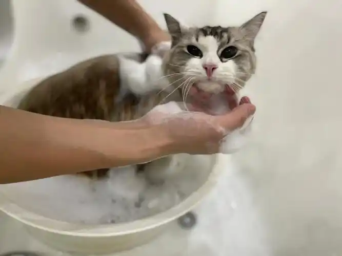 挺多布偶猫咪来洗护的快冬天了,洗香香抱着小可爱不正是一个暖手宝吗