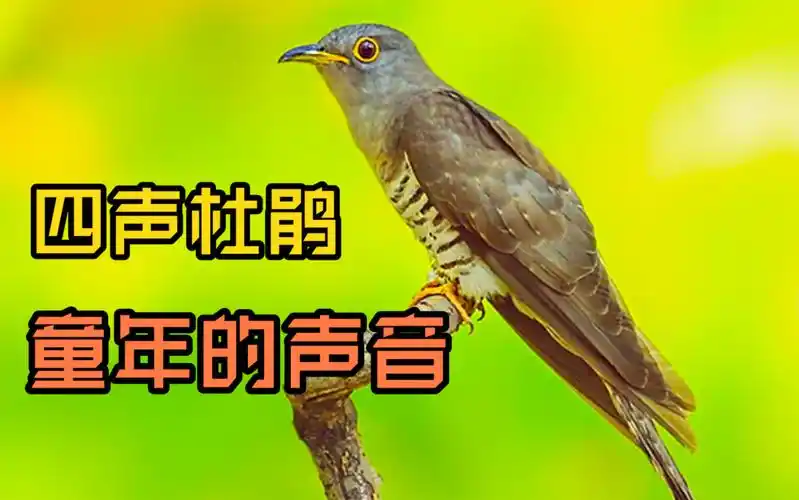 30种大自然鸟叫声四声杜鹃鸟的鸣声一响童年就回来了