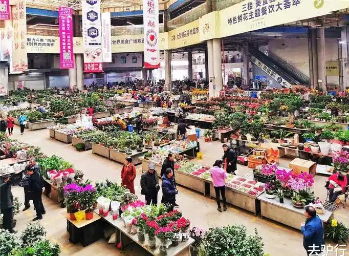 真正开眼"花花世界",那么此处便是云南滇池附近的昆明斗南花卉市场
