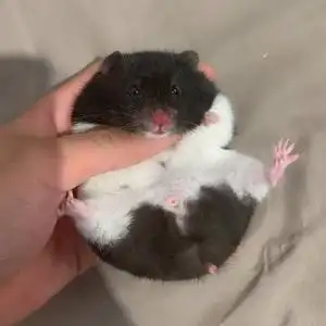 (29一只奶牛熊包邮到家)仓鼠眼圈熊家养小仓鼠仓鼠宠物繁殖进