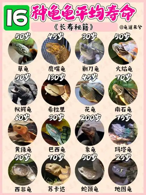 龟龟长寿秘籍97科学养龟攻略98新手必看