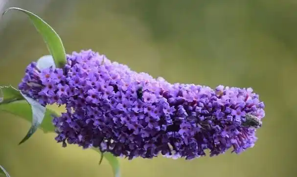 密蒙花的会开出一簇簇淡粉紫色的小花,随风摇曳之下,显的非常吸引人