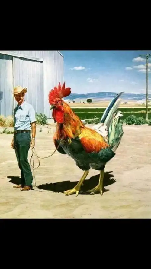 两米高的大公鸡