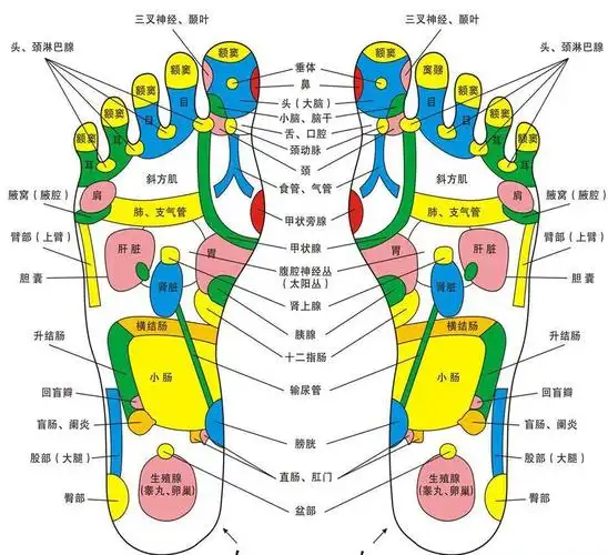 足部反射区示意图_脚底反射区图_穴位图-穴位图
