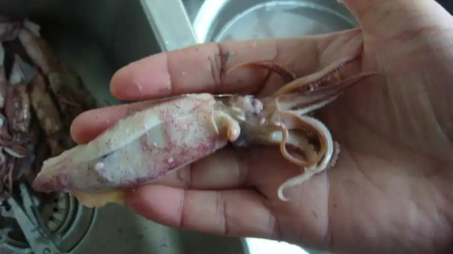 如何清洗小乌贼?以及做法?详细点,谢谢!