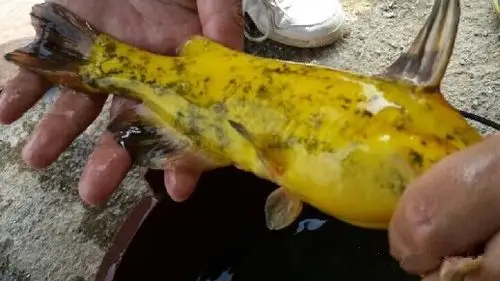 "黄金鱼"转色的关键是恢复鱼体正常的生理代谢机能