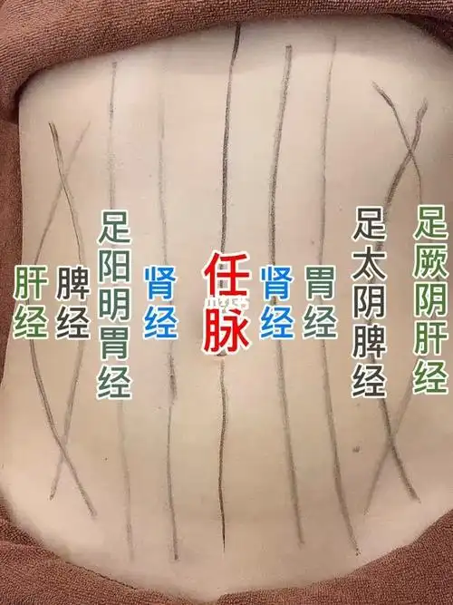 腹部经络分布详情