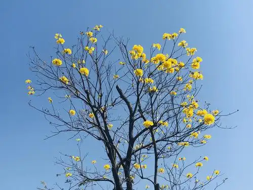 春天到了来看开花的树