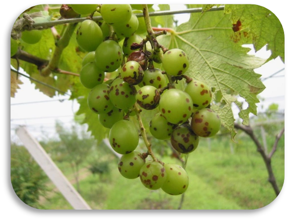 葡萄黑痘病为害叶片和幼果