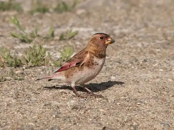 体重32-44克,体长160-190毫米,是一种体型略大的褐色沙雀.