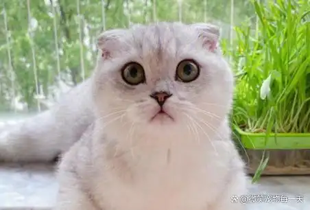 银渐层折耳猫为什么不能养?