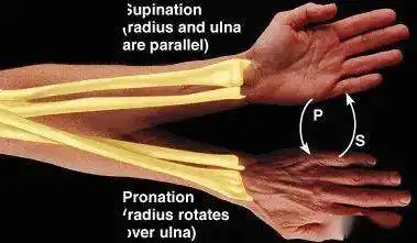 运动解剖学术语:旋转,旋前和旋后(医学英语)