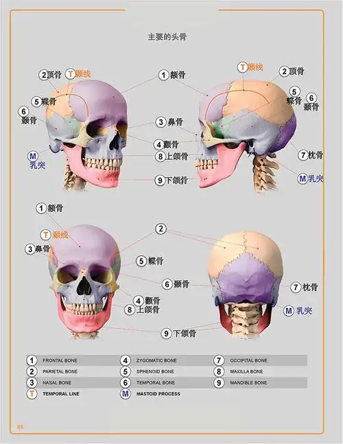 头部骨骼详解