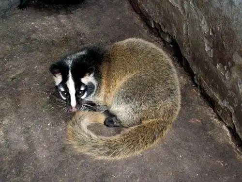 sars病毒源於中华菊头蝠 果子狸蒙冤数年终昭雪