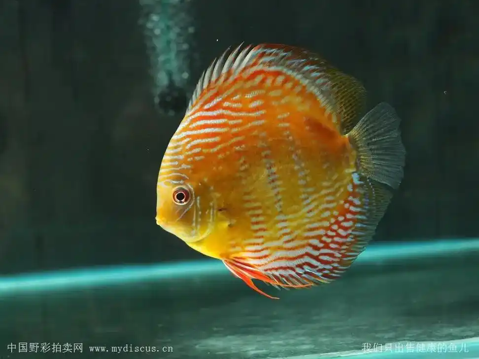 应该是最后一条野彩了…特隆贝塔皇室蓝.#七彩神仙鱼#野生七彩 - 抖音