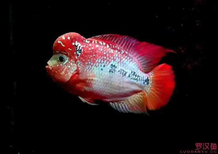 泰版幻彩,感觉挺棒 - 罗汉鱼玩家 - 龙巅罗汉鱼