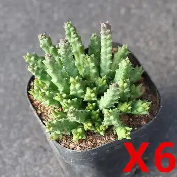 雨花蝶 姬龙角群生 萝藦科开花奇异多肉植物组合室内鲜花盆栽花卉绿植