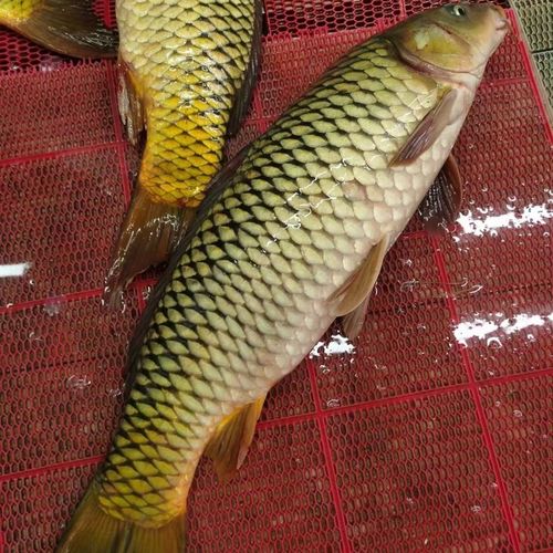 松花江野生鲤鱼,东北冷水鱼