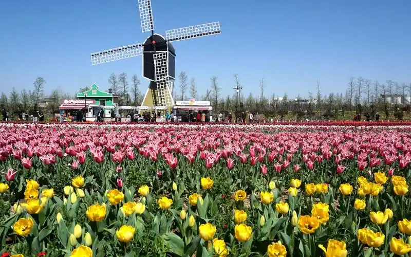 盐城大丰"荷兰花海"花开满园