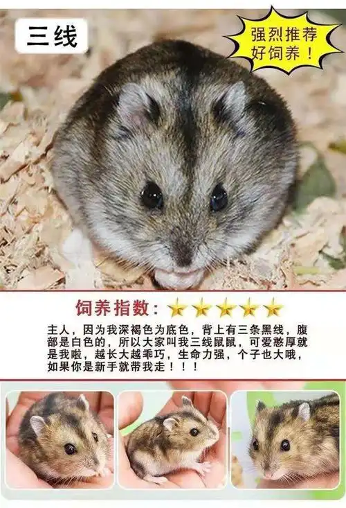 仓鼠活体金丝熊家养宠物鼠亲人乖巧可上手荷兰猪宠物活体仓鼠活物鼠