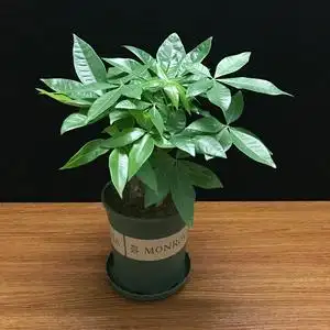 发财树盆栽植物室内小绿植店面开业招财花卉客厅四季绿色盆景摆件