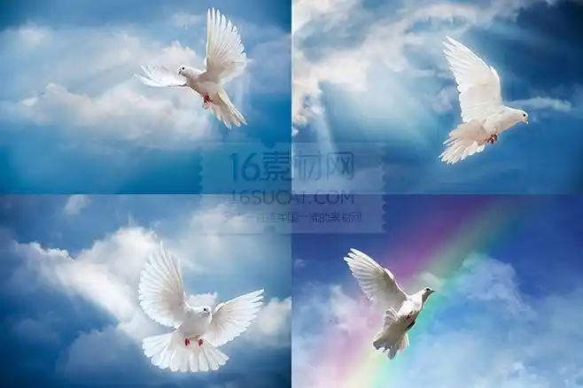 蓝天中飞翔的鸽子高清图片