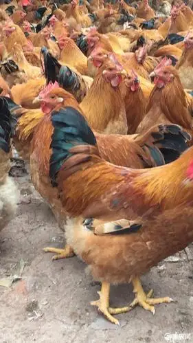 土鸡 散养肉鸡,大阉鸡