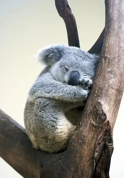 动物界"睡神"排行榜_手机搜狐网