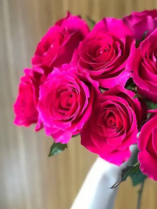 鲜花分享高级玫红色高盛玫瑰