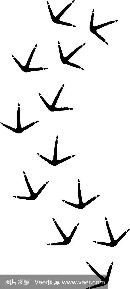 鸟的脚印,鸡的脚印