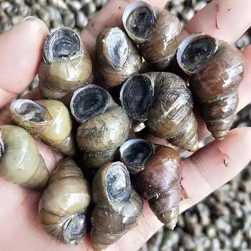 田螺壳的功效与作用(田螺的功效与作用,你知道吗?(值得收藏))