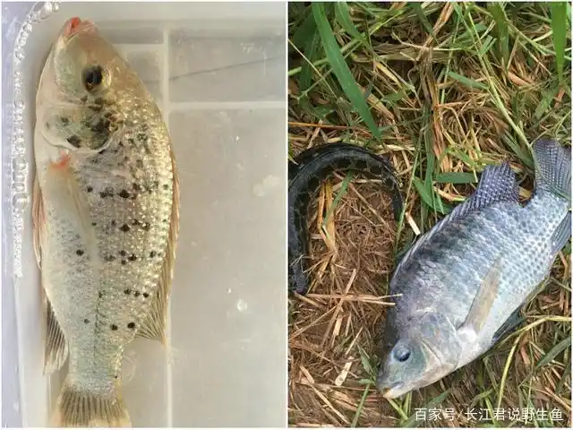臭水沟里的美食广东河道现花斑罗非鱼肉质鲜美数量越来越多