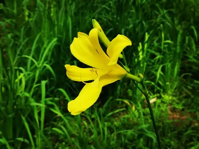 走进郁郁葱葱的初夏